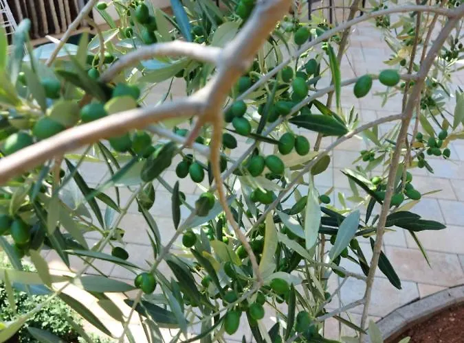 Apartments Marija Apartman *